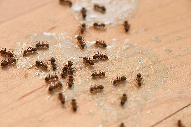  Atwood, TN Pest Control Pros